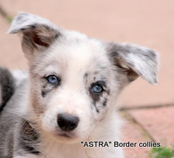slate merle male, Smooth to medium coat, border collie puppy